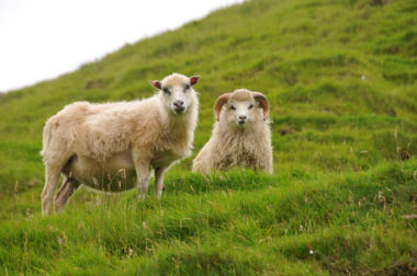 ANJCI ALL OVER | Visiting the Faroe Islands Europe's Best Kept Secret