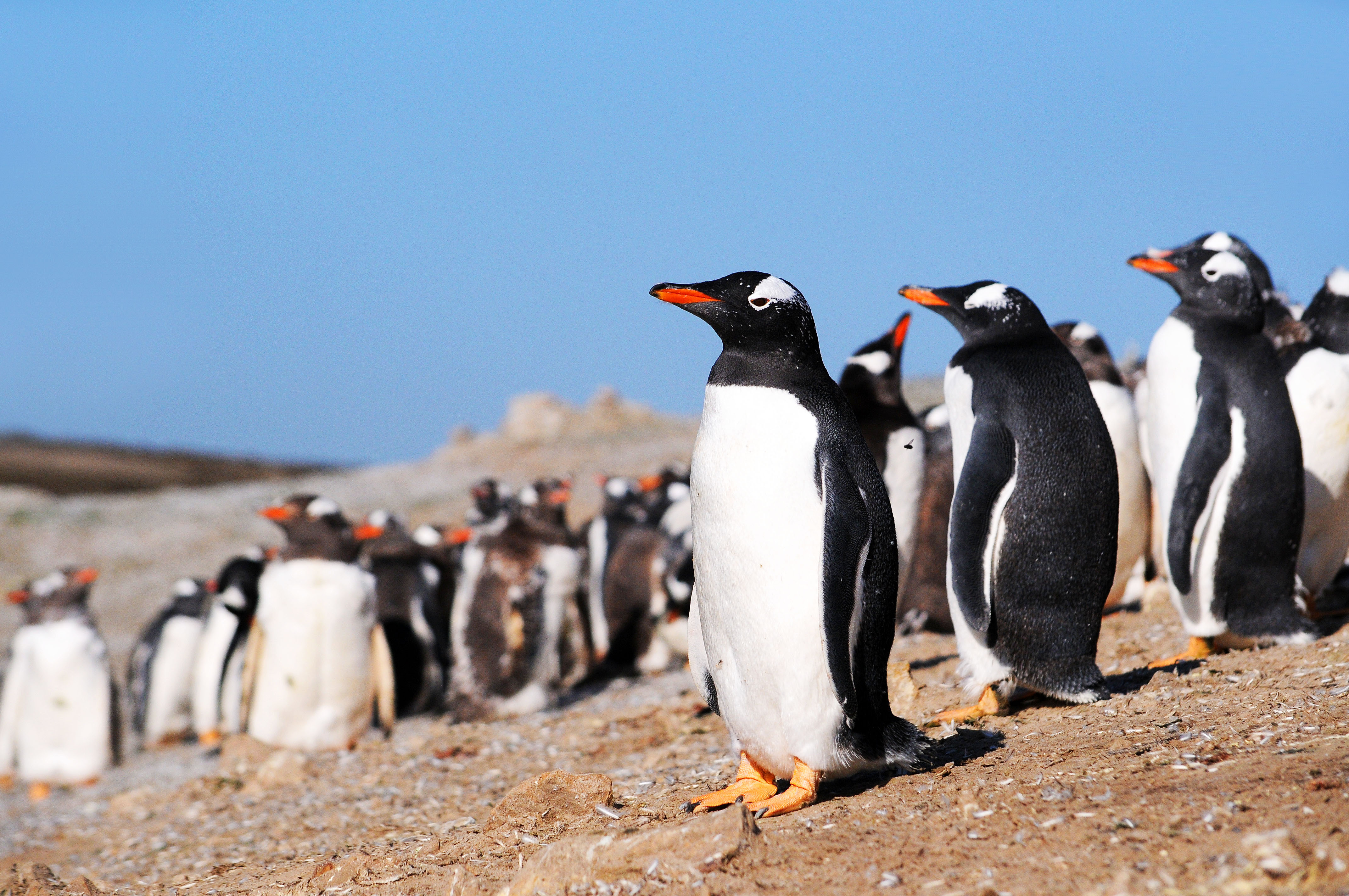 ANJCI ALL OVER | Wedding Destination: Falkland Islands